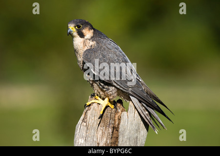 Wanderfalke (Falco peregrinus) sitzt auf einem Zaunpfahl, Vulkaneifel, Rheinland-Pfalz, Deutschland, Europa Stock Photo