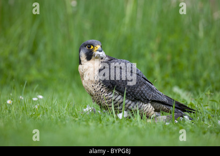 Wanderfalke (Falco peregrinus) rupft Taube, Stock Photo