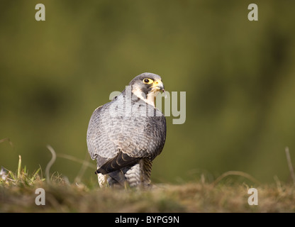 Wanderfalke (Falco peregrinus) sitzt im hohem Gras auf einem verdeckter Beute Stock Photo