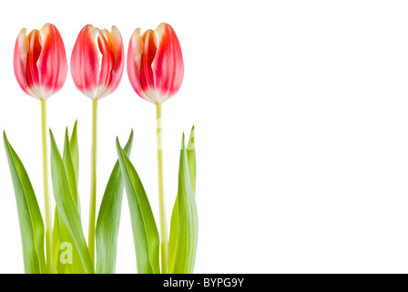 Three tulips over white background - isolated Stock Photo