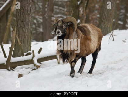 Mufflon (Ovis musimon) im Winter Stock Photo