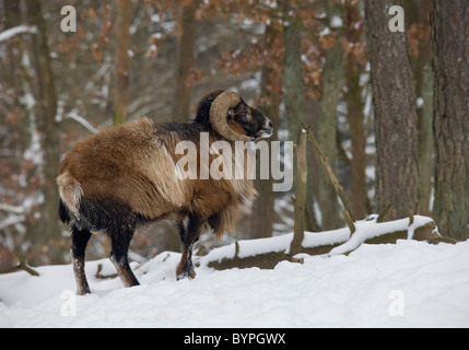 Mufflon (Ovis musimon) im Winter Stock Photo