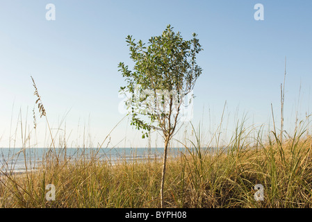 Solitary tree growing near water's edge Stock Photo