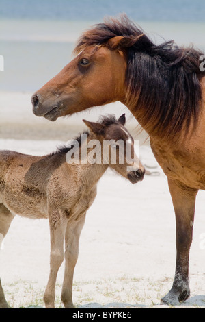 Wild horses on the beach of Cedar Island, North Carolina. Mother mare horse watches over her baby filly. Stock Photo