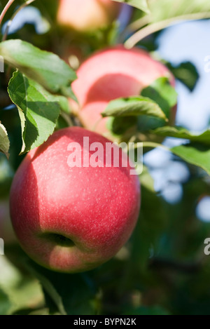 Apples growing on branch Stock Photo