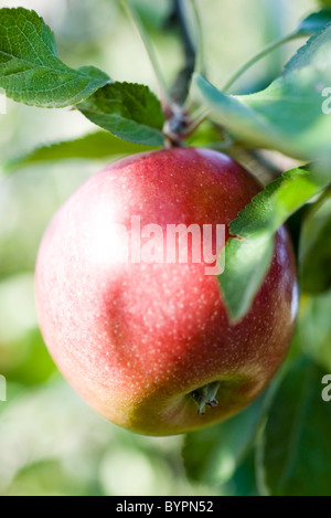 Apple growing on branch Stock Photo
