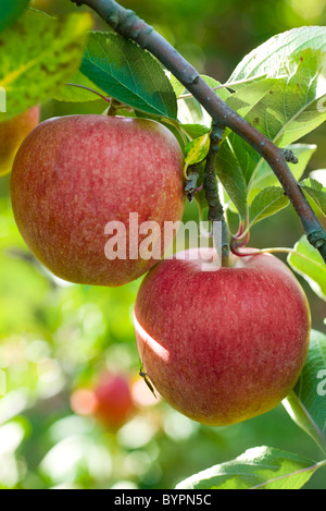 Apples growing on branch Stock Photo