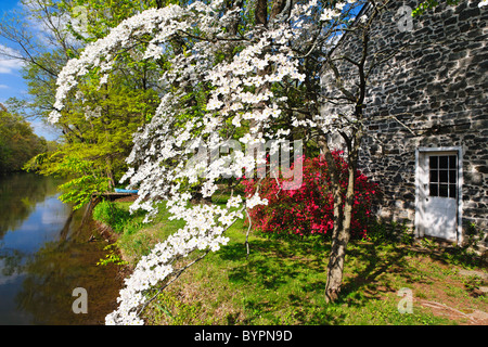 Spring Flower Bloom at the Delaware-Raritan Canal, Griggstown, New Jersey Stock Photo