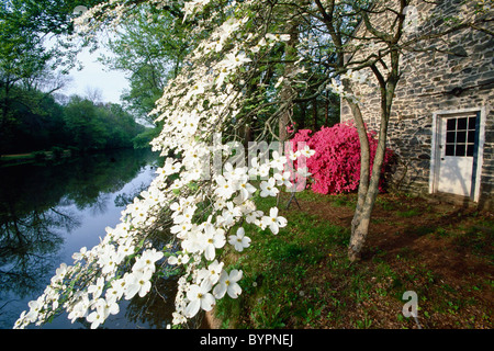 Dogwood and Azalea Blooms along the Delaware-Raritan Canal, Griggstown, New Jersey Stock Photo