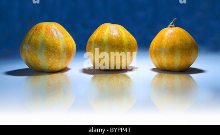 Three yellow pumpkins isolated on white and blue background. Stock Photo
