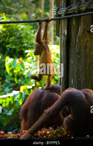 Sabah Malaysia, Borneo, Sepilok. Orang Utans on the feeding platform at the Sepilok Orangutan Rehabilitation Centre. Stock Photo