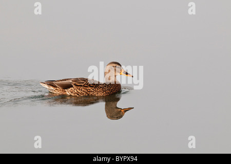 mallard (anas platyrhynchos) swimming on a pond in hawrelak park; edmonton, alberta, canada Stock Photo