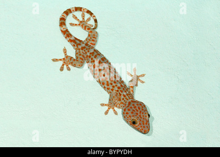 Tokay gecko sitting on a building in Khao Soi Dao National Park, eastern Thailand Stock Photo