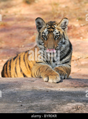 7-month-old female Bengal Tiger cub sitting on a rock licking her nose in Bandhavgarh Tiger Reserve, India Stock Photo