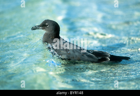 Lava gull, Larus fuliginosus, Galapagos, bathing Stock Photo
