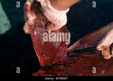 Fisherman cuts pectoral fin off shark, Cocos Island, 320 miles off Costa Rica - Pacific Ocean. Stock Photo