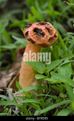Photo of a stalked lattice stinkhorn (Lysurus periphragmoides) with a ...