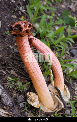 Photo of two stalked lattice stinkhorn (Lysurus periphragmoides) with ...