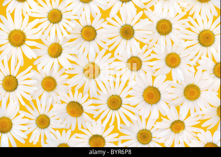 Fresh daisies over yellow background Stock Photo