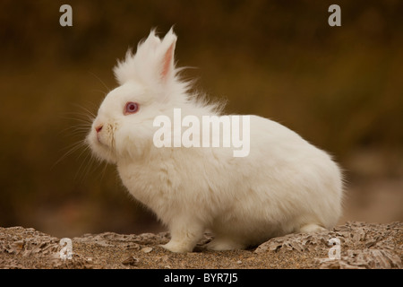 White bunny rabbit on rock Stock Photo