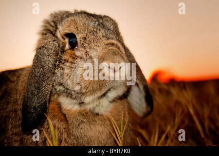 Close-up of rabbit at sunset Stock Photo