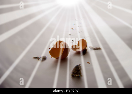 new born concept, broken egg with chick prints towards Light. Stock Photo