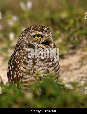 A Burrowing Owl giving a sharp call. Stock Photo