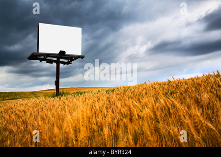 blank sign in a field of wheat; wilmar, minnesota, united states of america Stock Photo