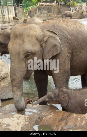 Sri Lanka, Pinnawala Elephant Orphanage. Mother with 3-week old baby elephant born at orphanage. Stock Photo