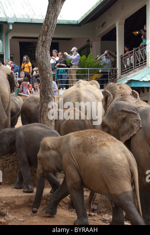 Sri Lanka, Pinnawala Elephant Orphanage. Twice a day elephants are moved from the river, past hotels Stock Photo