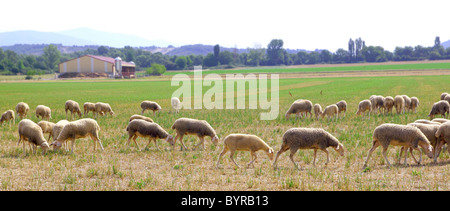 sheep flock grazing meadow in grass field panoramic view Stock Photo