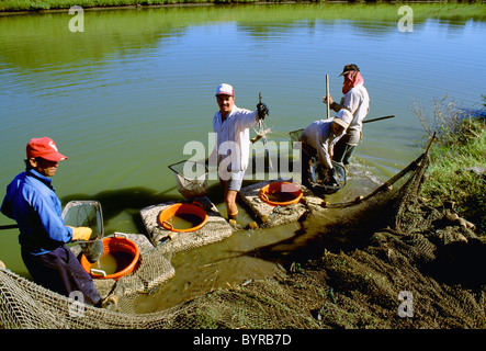 Harvesting giant freshwater prawns (Macrobrachium rosenbergii) at a commercial prawn farm / Sabana Grande, Puerto Rico. Stock Photo