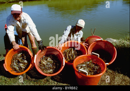 Harvesting giant freshwater prawns (Macrobrachium rosenbergii) at a commercial prawn farm / Sabana Grande, Puerto Rico. Stock Photo