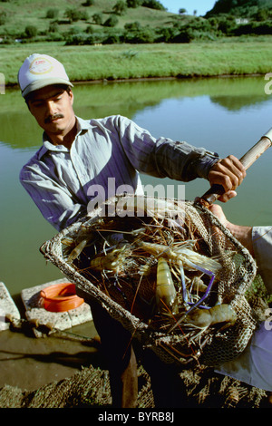 Harvesting giant freshwater prawns (Macrobrachium rosenbergii) at a commercial prawn farm / Sabana Grande, Puerto Rico. Stock Photo