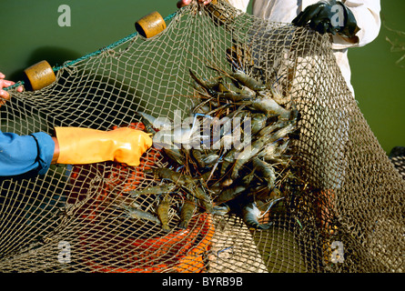 Harvesting giant freshwater prawns (Macrobrachium rosenbergii) at a commercial prawn farm / Sabana Grande, Puerto Rico. Stock Photo