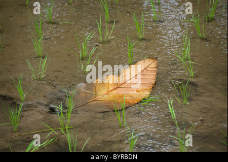 A tree leaf rests among some new rice seedlings in a flooded rice paddy near Ubud, Bali, Indonesia. Stock Photo