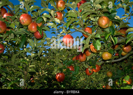 Agriculture - Mature, harvest ready Jonagold apples on the tree / Fortuna, California, USA. Stock Photo