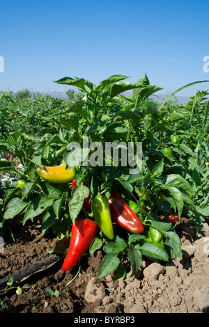 Mature red and maturing green organic Fresno chili peppers on the bush, ready for harvest / Capay, California, USA. Stock Photo