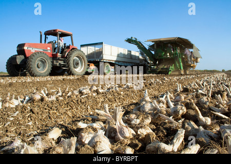 Harvesting processing garlic with a mechanical harvester / Zamora, California, USA. Stock Photo