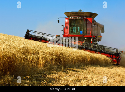 A Case IH combine crests a ridge while harvesting wheat in late afternoon light / near Pullman, Palouse Region, Washington, USA. Stock Photo