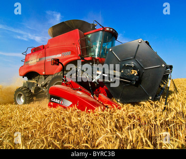 Agriculture - Close up of a Case IH combine harvesting wheat in the Palouse region / near Pullman, Washington, USA. Stock Photo