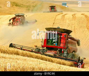 Agriculture - Three Case IH combines harvest wheat on the steep hillsides of the Palouse Region / near Pullman, Washington, USA. Stock Photo