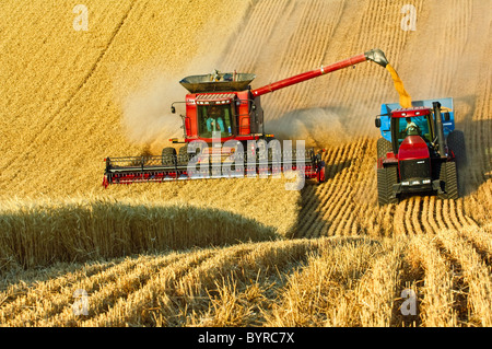 A Case IH combine harvests wheat while unloading “on-the-go” into a grain cart pulled by a tracked tractor / Washington, USA. Stock Photo