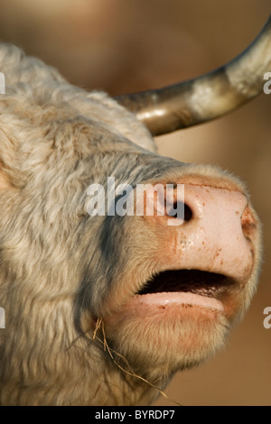 Livestock - Closeup of a Hereford cow mooing / Childress, Texas, USA. Stock Photo