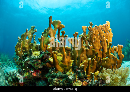 Coral reef in Honduras with Blade fire coral Stock Photo