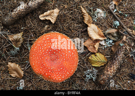 A composition of various elements from a forest: mushroom, spruce cones, leaves, lichen and moss Stock Photo
