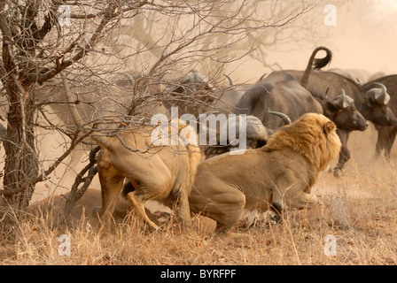 Two adult male lions in battle over a buffalo calf they took down now challenged by a herd of over 300 Cape buffalo. Stock Photo