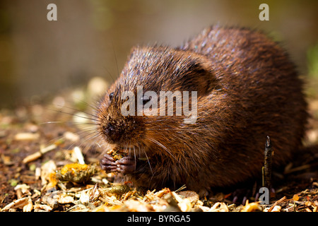 A small water vole eating Stock Photo