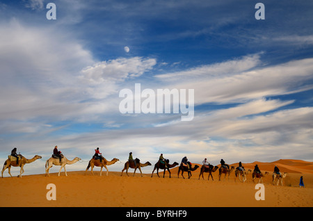 Tuareg blue Berber man leading a group of camel riders in a line to the Erg Chebbi desert in Morocco with moon and clouds Stock Photo