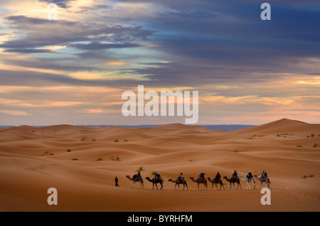 Berber guide leading a group of tourists on camels into the Erg Chebbi desert for a night ride Morocco Stock Photo